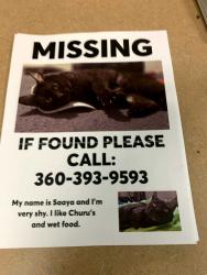 Lost Female Cat last seen Schilling cider hse, Portland, OR 97202