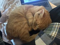 Lost Male Cat last seen Madison County High School, Brownsboro, AL 35741