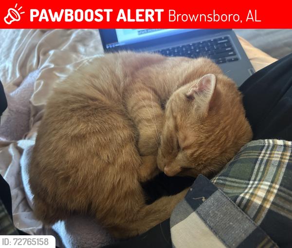 Lost Male Cat last seen Madison County High School, Brownsboro, AL 35741