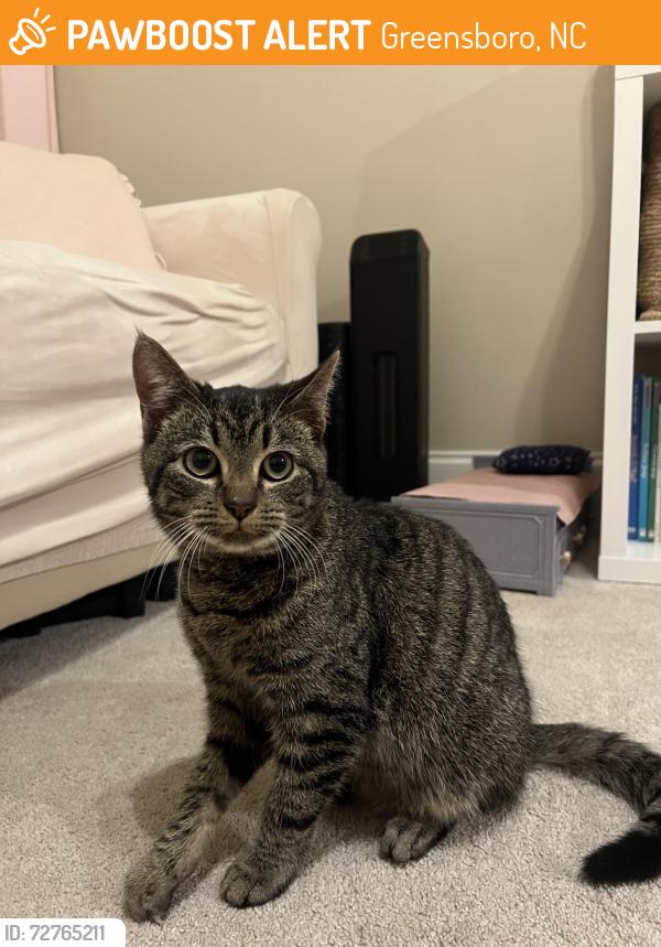 Found/Stray Male Cat last seen Near Farmridge Ct., Greensboro NC 37410, Greensboro, NC 27410