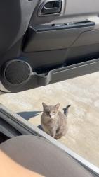 Lost Female Cat last seen e 101st st and s 273rd st or e 101st st and s 289th st, Coweta, OK 74429