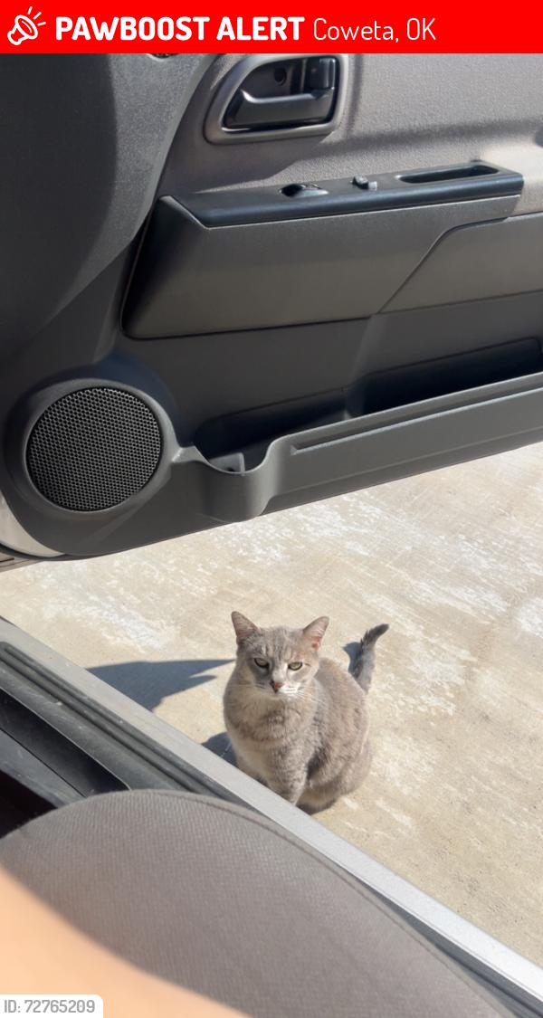 Lost Female Cat last seen e 101st st and s 273rd st or e 101st st and s 289th st, Coweta, OK 74429