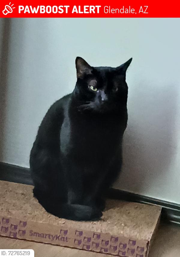 Lost Male Cat last seen N. 67th Avenue and Glendale Avenue, Glendale, AZ 85303