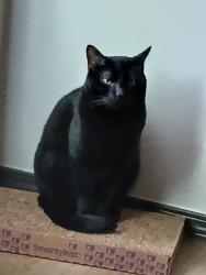 Lost Male Cat last seen N. 67th Avenue and Glendale Avenue, Glendale, AZ 85303