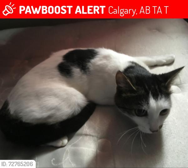 Lost Female Cat last seen Penbrooke cres and 44 Ave, Calgary, AB T2A 3T7
