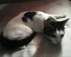 Lost Female Cat last seen Penbrooke cres and 44 Ave , Calgary, AB T2A 3T7