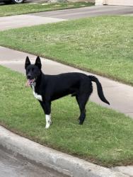 Found/Stray Male Dog last seen Edgewood neighborhood, Crowley, TX 76036