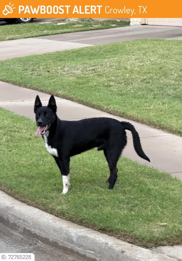 Found/Stray Male Dog last seen Edgewood neighborhood, Crowley, TX 76036