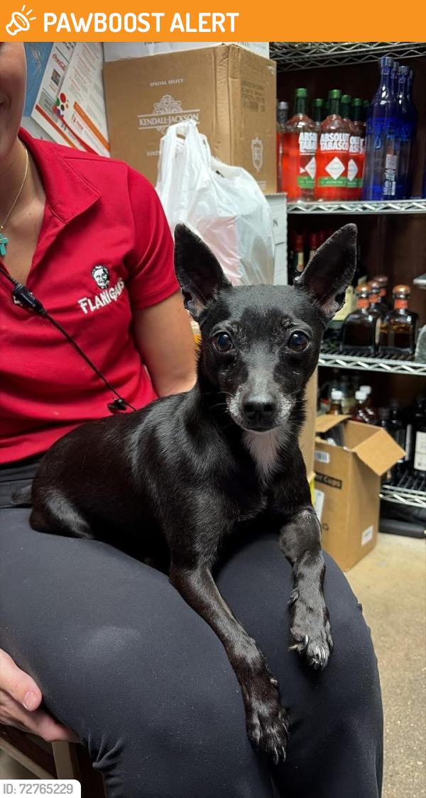Found/Stray Female Dog last seen Southern blv been olive and Dixie, West Palm Beach, FL 33405
