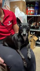 Found/Stray Female Dog last seen Southern blv been olive and Dixie, West Palm Beach, FL 33405