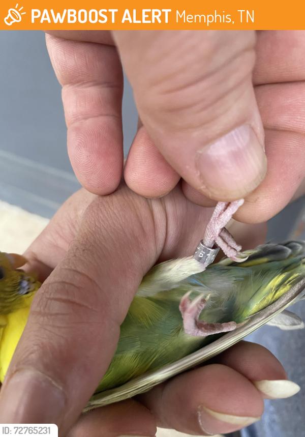 Found/Stray Unknown Bird last seen Domino s, Memphis, TN 38122
