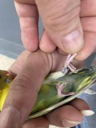 Found/Stray Unknown Bird last seen Domino s, Memphis, TN 38122