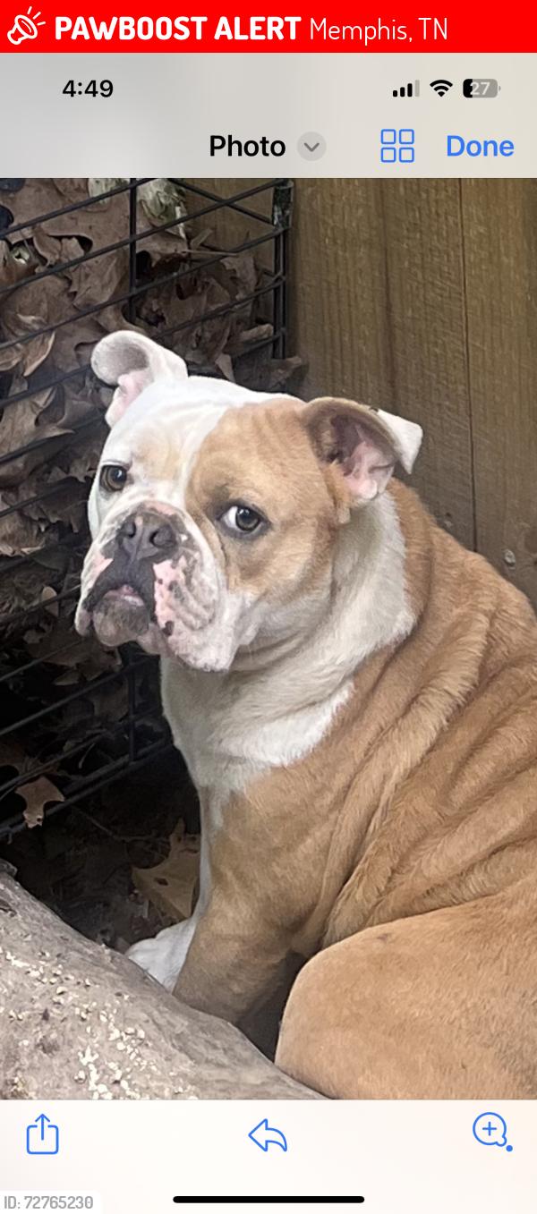 Lost Male Dog last seen Rockcreek Pkwy - Countrywood Subdivision - Cordova, Memphis, TN 38016
