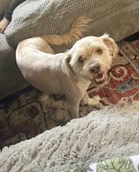 Found/Stray Male Dog last seen Randolph and pacific , Huntington Park, CA 90255