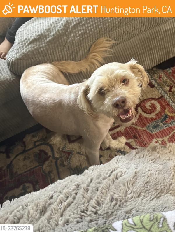 Found/Stray Male Dog last seen Randolph and pacific , Huntington Park, CA 90255