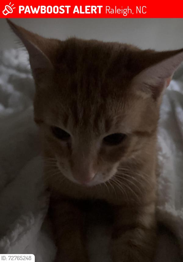 Lost Male Cat last seen Near Silverdene Street, Raleigh, NC 27616