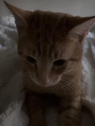Lost Male Cat last seen Near Silverdene Street, Raleigh, NC 27616