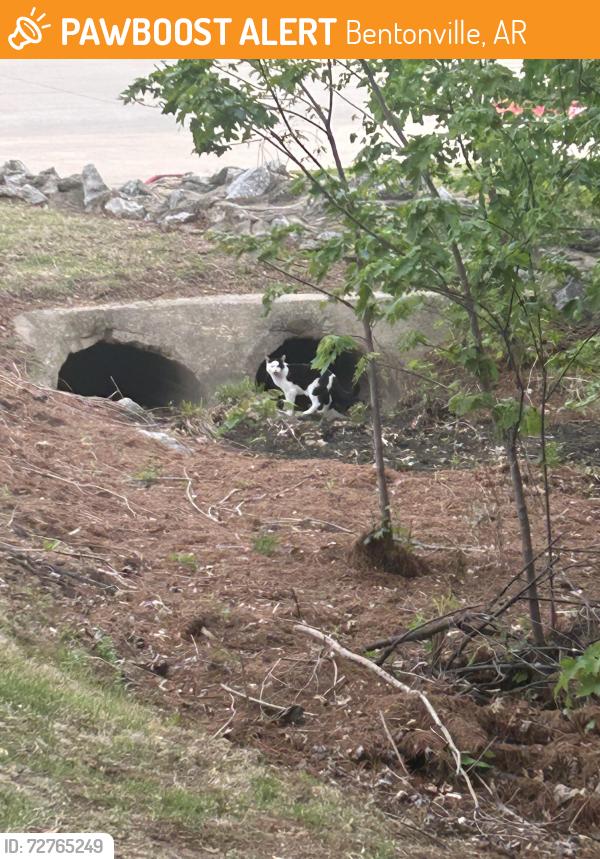 Found/Stray Female Cat last seen Bike path between links and Sam’s Club HQ , Bentonville, AR 72712