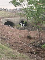 Found/Stray Female Cat last seen Bike path between links and Sam’s Club HQ , Bentonville, AR 72712