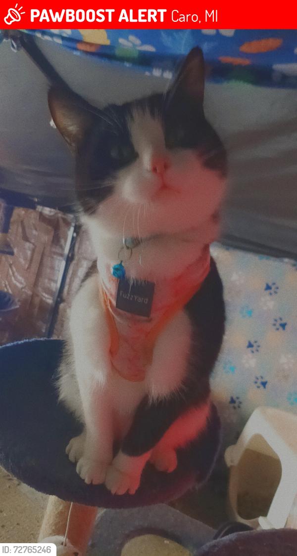 Lost Female Cat last seen Cross street of South Hooper st and W Congress st, Caro, MI 48723