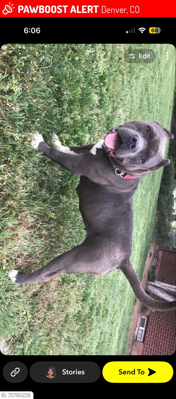 Lost Female Dog last seen Mestizo-Curtis Park • Five Points, Denver, Denver, CO 80205