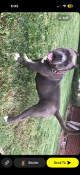 Lost Female Dog last seen Mestizo-Curtis Park • Five Points, Denver, Denver, CO 80205