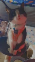 Lost Female Cat last seen Cross street of South Hooper st and W Congress st, Caro, MI 48723