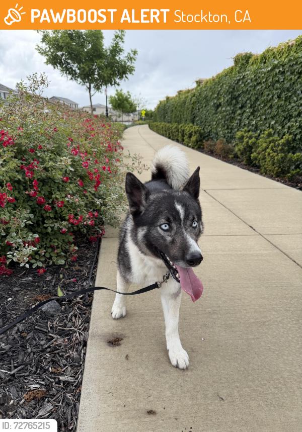 Found/Stray Male Dog last seen Spindle Dr., Stockton, Ca, west lake community , Stockton, CA 95219