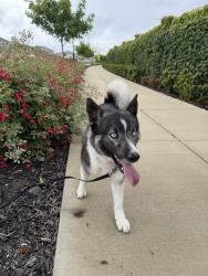 Found/Stray Male Dog last seen Spindle Dr., Stockton, Ca, west lake community , Stockton, CA 95219