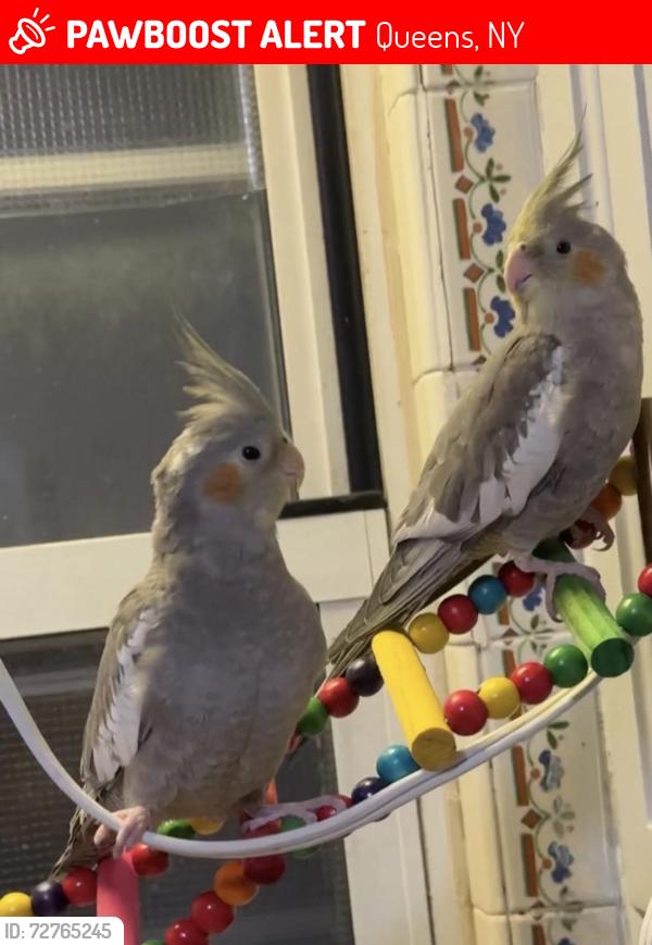 Lost Unknown Bird last seen Bayside , Queens, NY 11361