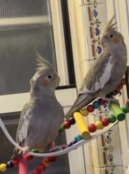 Lost Unknown Bird last seen Bayside , Queens, NY 11361