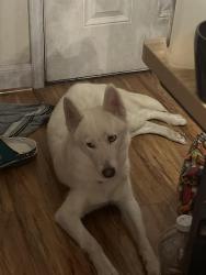 Found/Stray Unknown Dog last seen By autozone, Houston, TX 77080