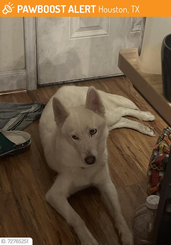 Found/Stray Unknown Dog last seen By autozone, Houston, TX 77080