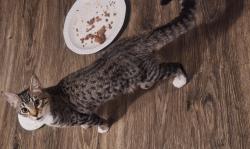 Lost Female Cat last seen Minkler, Sedro-Woolley, WA 98284