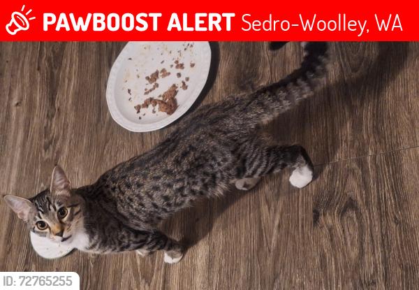 Lost Female Cat last seen Minkler, Sedro-Woolley, WA 98284