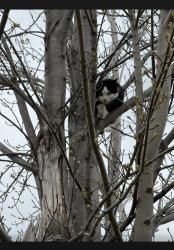 Found/Stray Male Cat last seen Coachlight Dr., West Des Moines, IA 50266