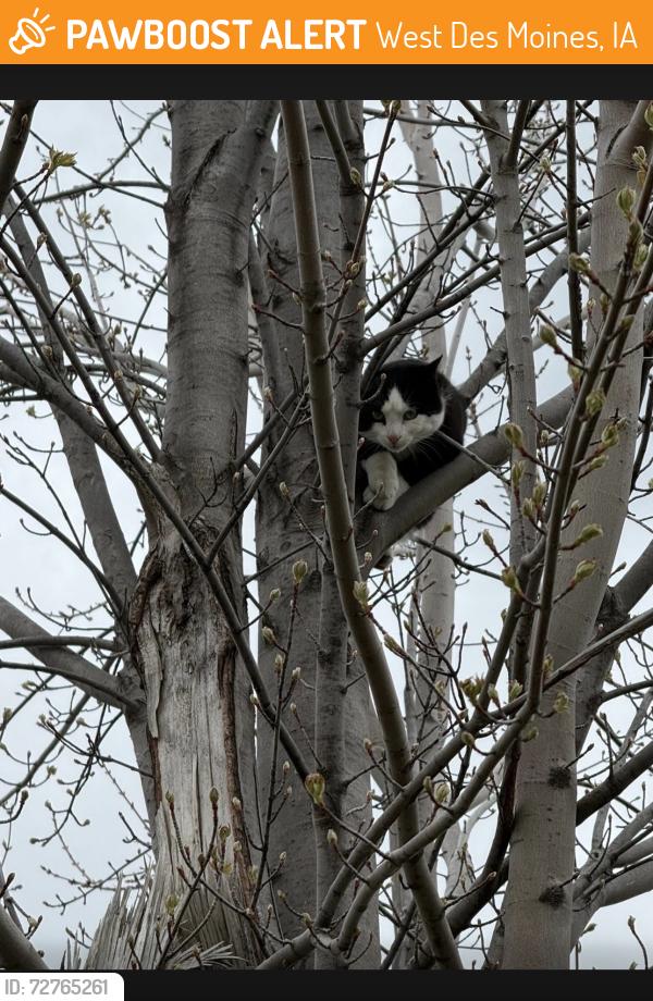 Found/Stray Male Cat last seen Coachlight Dr., West Des Moines, IA 50266