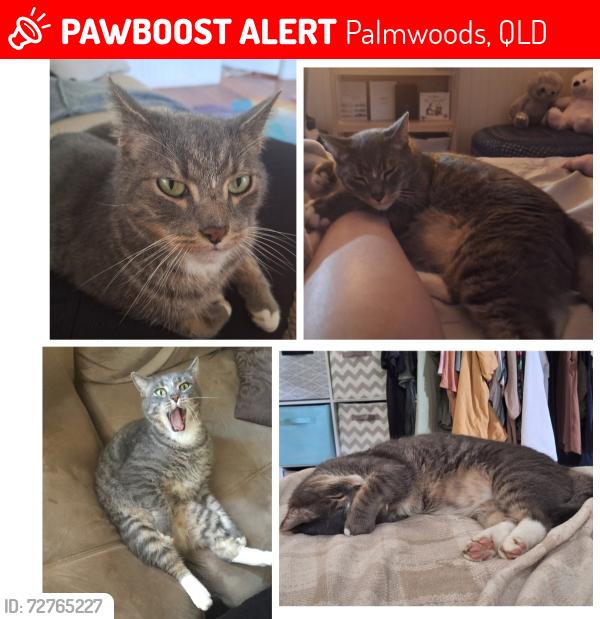 Lost Male Cat last seen Macdonald road palmwoods, Palmwoods, QLD 4555