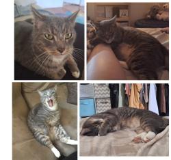 Lost Male Cat last seen Macdonald road palmwoods, Palmwoods, QLD 4555