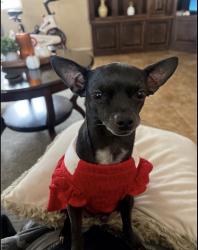 Lost Female Dog last seen Near W. Watkins St., Phoenix, AZ 85043 , Phoenix, AZ 85043