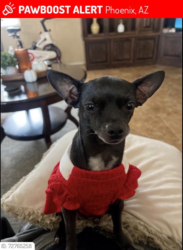 Lost Female Dog last seen Near W. Watkins St., Phoenix, AZ 85043 , Phoenix, AZ 85043