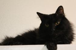Lost Male Cat last seen Fred and Illinois , Tucson, AZ 85735