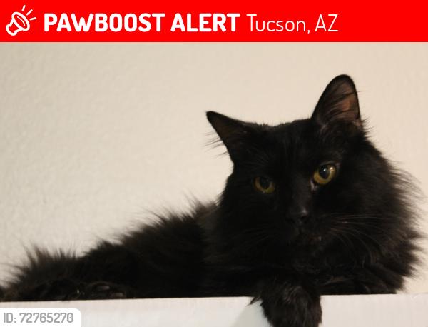 Lost Male Cat last seen Fred and Illinois , Tucson, AZ 85735