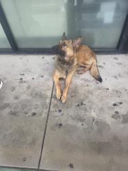 Lost Female Dog last seen Valley blvd, El Monte, CA 91731
