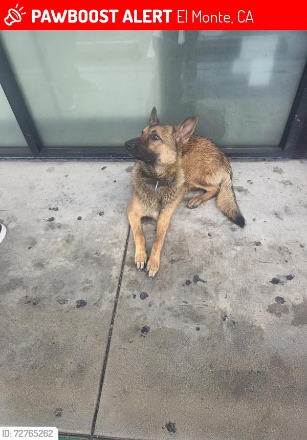 Lost Female Dog last seen Valley blvd, El Monte, CA 91731