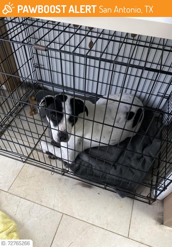 Found/Stray Female Dog last seen Cowboys , San Antonio, TX 78218