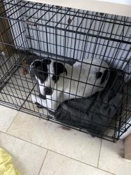 Found/Stray Female Dog last seen Cowboys , San Antonio, TX 78218