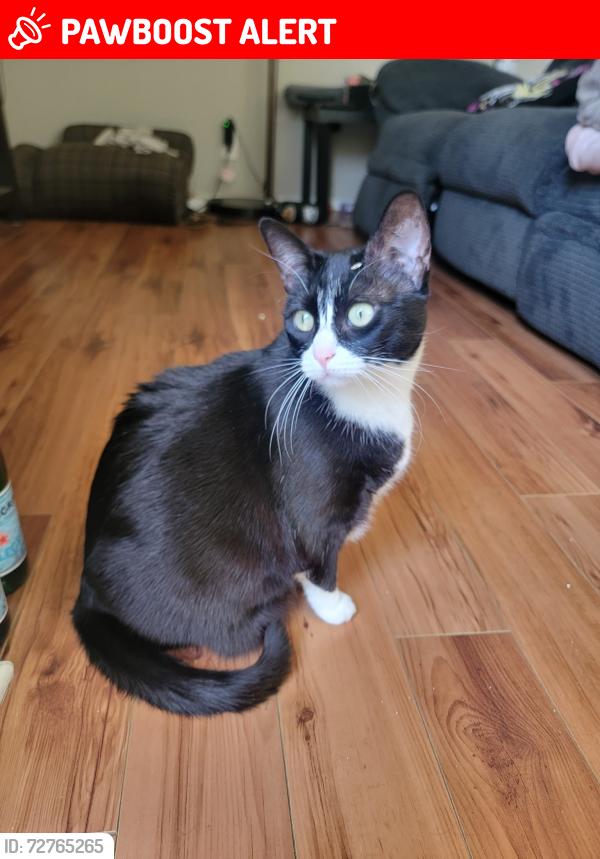 Lost Female Cat last seen Foothill Blvd and Pennsylvania ave, La Crescenta-Montrose, CA 91214