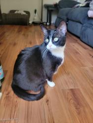 Lost Female Cat last seen Foothill Blvd and Pennsylvania ave, La Crescenta-Montrose, CA 91214