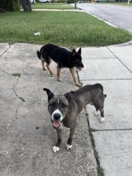 Found/Stray Unknown Dog last seen By veggie garden, Fort Worth, TX 76116